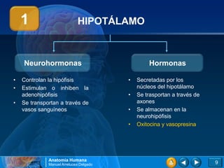 1                        HIPOTÁLAMO



    Neurohormonas                                Hormonas

•   Controlan la hipófisis               •   Secretadas por los
•   Estimulan o inhiben la                   núcleos del hipotálamo
    adenohipófisis                       •   Se trasportan a través de
•   Se transportan a través de               axones
    vasos sanguíneos                     •   Se almacenan en la
                                             neurohipófisis
                                         •   Oxitocina y vasopresina




              Anatomía Humana
              Manuel Arrelucea Delgado                                   9
 