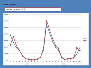 Efecto quema

  Lote 34: quema 2007
 