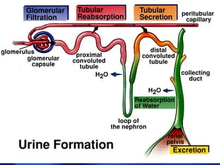Physiology of body fluids | PPT
