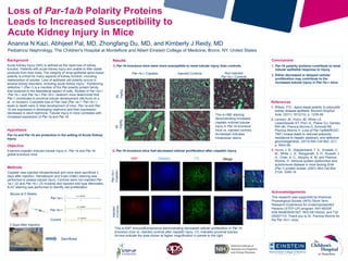 Hypothesis
Par-1a and Par-1b are protective in the setting of Acute Kidney
Injury.
Objective
Examine cisplatin induced tubular injury in Par-1a and Par-1b
global knockout mice.
Loss of Par-1a/b Polarity Proteins
Leads to Increased Susceptibility to
Acute Kidney Injury in Mice
Ananna N Kazi, Abhijeet Pal, MD, Zhongfang Du, MD, and Kimberly J Reidy, MD
Pediatrics/ Nephrology, The Children's Hospital at Montefiore and Albert Einstein College of Medicine, Bronx, NY, United States
Background
Acute Kidney Injury (AKI) is defined as the rapid loss of kidney
function. Patients with acute kidney injury are unable to filter waste
products from their body. The integrity of renal epithelial apico-basal
polarity is critical for many aspects of kidney function, including
reabsorption of solutes. Loss of epithelial cell polarity occurs in
several kidney disorders, including acute kidney injury1. Partitioning
defective 1 (Par-1) is a member of the Par polarity protein family
that localizes to the basolateral aspect of cells. Studies of Par-1a+/-
:Par-1b-/- and Par-1a-/-:Par-1b+/- newborn mice determined that
Par-1 contributes to proximal tubular development (Akchurin et a
al., in revision). Complete loss of Par-1a/b (Par-1a-/-: Par-1b-/-)
leads to death early in fetal development of mice. Par-1a and Par-
1b are expressed in developing nephrons and their expression
decreases in adult nephrons. Tubular injury in mice correlates with
increased expression of Par-1a and Par-1b.
Acknowledgements
This research was supported by American
Physiological Society (APS) Short-Term
Research Experience for Underrepresented
Persons (STEP-UP) program, NIH NIDDK
K08 5K08DK091507, R03 DK105242, and T32
DK007110. Thank you to Dr. Piwnica-Worms for
the Par-1b+/- mice.
Results
1) Par-1b knockout mice were more susceptible to renal tubular injury than controls.
KH
Bwt 4.84g
WH
Bwt 10.11g
RV
References
1. Wilson, P.D., Apico-basal polarity in polycystic
kidney disease epithelia. Biochim Biophys
Acta, (2011) 1812(10): p. 1239-48.
2. Lennerz JK, Hurov JB, White LS,
Lewandowski KT, Prior JL, Planer GJ, Gereau
RW 4th, Piwnica-Worms D, Schmidt RE,
Piwnica-Worms H. Loss of Par-1a/MARK3/C-
TAK1 kinase leads to reduced adiposity,
resistance to hepatic steatosis, and defective
gluconeogenesis, (2010) Mol Cell Biol. (21):
p. 5043-56.
3. Hurov, J. B., Stappenbeck, T. S., Zmasek, C.
M., White, L. S., Ranganath, S. H., Russell, J.
H., Chan, A. C., Murphy, K. M. and Piwnica-
Worms, H. Immune system dysfunction and
autoimmune disease in mice lacking Emk
(Par-1) protein kinase, (2001) Mol Cell Biol
21(9): 3206-19.
2) Par-1b knockout mice had decreased cellular proliferation after cisplatin injury.
Conclusions
1. Par-1b polarity proteins contribute to renal
tubular epithelial response to injury.
2. Either decreased or delayed cellular
proliferation may contribute to the
increased tubular injury in Par-1b-/- mice.
Par-1b-/- Cisplatin Injected Controls Non-injected
Par-1b-/- Controls
20
mg/kg
30
mg/kg
This is H&E staining
demonstrating increased
cisplatin induced tubular
injury in Par-1b knockout
mice vs. injected controls.
Arrowhead indicates
intratubular debris.
Mouse at 5 Weeks
3 Days After Injection
Sacrificed
Par-1a-/-
Par-1b-/-
Control
Methods
Cisplatin was injected intraperitoneal and mice were sacrificed 3
days after injection. Hematoxylin and Eosin (H&E) staining was
performed to assess tubular injury. Controls were non-injected Par-
1a-/- (2) and Par-1b-/- (3) mutants and injected wild type littermates.
Ki-67 staining was performed to identify cell proliferation.
Ki67 Hoechst LTL Merge
Par-1b-/-
Cisplatin
Injected
Controls
This is Ki67 immunofluorescence demonstrating decreased cellular proliferation in Par-1b
knockout mice vs. injected controls after cisplatin injury. LTL indicates proximal tubules.
Arrows indicate the area shown at higher magnification in panels to the right.
 