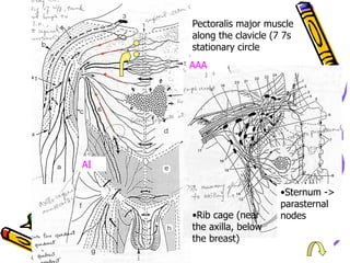 AAA
AI
• Sternum ->
parasternal
nodes
Pectoralis major muscle
along the clavicle (7 7s
stationary circle
• Rib cage (near
the axilla, below
the breast)
 