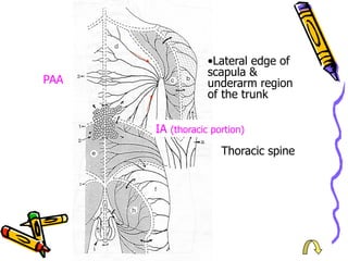 PAA
IA (thoracic portion)
• Lateral edge of
scapula &
underarm region
of the trunk
Thoracic spine
 