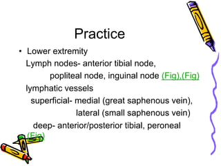 Practice
•  Lower extremity
Lymph nodes- anterior tibial node,
popliteal node, inguinal node (Fig),(Fig)
lymphatic vessels
superficial- medial (great saphenous vein),
lateral (small saphenous vein)
deep- anterior/posterior tibial, peroneal
(Fig)
 