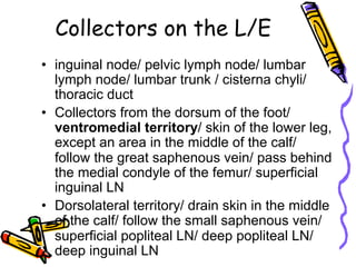 Collectors on the L/E
•  inguinal node/ pelvic lymph node/ lumbar
lymph node/ lumbar trunk / cisterna chyli/
thoracic duct
•  Collectors from the dorsum of the foot/
ventromedial territory/ skin of the lower leg,
except an area in the middle of the calf/
follow the great saphenous vein/ pass behind
the medial condyle of the femur/ superficial
inguinal LN
•  Dorsolateral territory/ drain skin in the middle
of the calf/ follow the small saphenous vein/
superficial popliteal LN/ deep popliteal LN/
deep inguinal LN
 