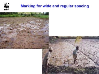 Marking for wide and regular spacing  