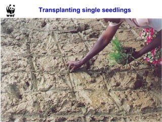Transplanting single seedlings 
