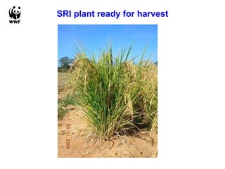 SRI plant ready for harvest 