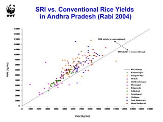 SRI vs. Conventional Rice Yields  in Andhra Pradesh (Rabi 2004) Yield (Kg/Ha) Yield (Kg/Ha) 