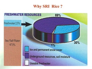 Why SRI  Rice ? 