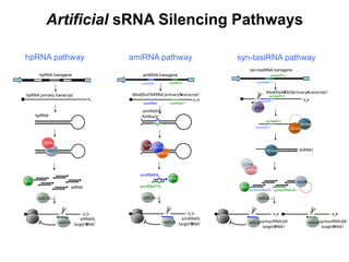 Artificial sRNA Silencing Pathways
hpRNA pathway
hpRNA transgene
An#
tasiRNA#
target#RNA!
||||||||||||||||||||||||||||||||||||||||||||||||||||||||||||||||||||||||
|||||||||||||||||||
|||||||||||||||||||
|||||||||||||||||||
|||||||||||||||||||
An#
AGO1#
DRB4#
DCL4#
DRB4#
DCL4#
SDE5#
RDR6#
SGS3#
RDR6#
TAS!primary#transcript!
AGO1#
HEN1#
AGO#
dsRNA!
tasiRNA!
hpRNA primary transcript
An#
tasiRNA#
target#RNA!
||||||||||||||||||||||||||||||||||||||||||||||||||||||||||||||||||||||||
|||||||||||||||||||
|||||||||||||||||||
|||||||||||||||||||
|||||||||||||||||||
An#
AGO1#
DRB4#
DCL4#
DRB4#
DCL4#
SDE5#
RDR6#
SGS3#
RDR6#
TAS!primary#transcript!
AGO1#
HEN1#
AGO#
dsRNA!
tasiRNA!
||||||||||||||||||||||||||||||||||||||||||||||||||||||||||||||||||||||||
|||||||||||||||||||
|||||||||||||||||||
|||||||||||||||||||
|||||||||||||||||||
An#
AGO1#
DRB4#
DCL4#
DRB4#
DCL4#
SDE5#
RDR6#
SGS3#
RDR6#
TAS!primary#transcript!
HEN1#
AGO#
dsRNA!
tasiRNA!
||||||||||||||||||||||||||||||||||||||||||||||||||||||||||||||||||||||||DCL4
DRB4
An#
syntasiRNA+1#
target#RNA!
||||||||||||||||||||||||||||||||||||||||||||||||||||||||||||||||||||||||
|||||||||||||||||||
|||||||||||||||||||
|||||||||||||||||||
|||||||||||||||||||
An#
AGO1#
DRB4#
DCL4#
DRB4#
DCL4#
SDE5#
RDR6#
SGS3#
RDR6#
Modified#TAS!primary#transcript!
AGO1#
HEN1#
AGO#
dsRNA!
syntasiRNA+1! syntasiRNA+2!
syntasiR-1
syntasiR-2
syntasiR-1
syntasiR-2
An#
syntasiRNA+2#
target#RNA!
AGO1#
An#
syntasiRNA+1#
target#RNA!
||||||||||||||||||||||||||||||||||||||||||||||||||||||||||||||||||||||||
|||||||||||||||||||
|||||||||||||||||||
|||||||||||||||||||
|||||||||||||||||||
An#
AGO1#
DRB4#
DCL4#
DRB4#
DCL4#
SDE5#
RDR6#
SGS3#
RDR6#
Modified#TAS!primary#transcript!
AGO1#
HEN1#
AGO#
dsRNA!
syntasiRNA+1! syntasiRNA+2!
syntasiR-1
syntasiR-2
syntasiR-1
syntasiR-2
An#
syntasiRNA+2#
target#RNA!
AGO1#
An#
syntasiRNA+1#
target#RNA!
||||||||||||||||||||||||||||||||||||||||||||||||||||||||||||||||||||||||
|||||||||||||||||||
|||||||||||||||||||
|||||||||||||||||||
|||||||||||||||||||
An#
AGO1#
DRB4#
DCL4#
DRB4#
DCL4#
SDE5#
RDR6#
SGS3#
RDR6#
Modified#TAS!primary#transcript!
AGO1#
HEN1#
AGO#
dsRNA!
syntasiRNA+1! syntasiRNA+2!
syntasiR-1
syntasiR-2
syntasiR-1
syntasiR-2
An#
syntasiRNA+2#
target#RNA!
AGO1#
An#
syntasiRNA+1#
target#RNA!
||||||||||||||||||||||||||||||||||||||||||||||||||||||||||||||||||||||||
|||||||||||||||||||
|||||||||||||||||||
|||||||||||||||||||
|||||||||||||||||||
An#
AGO1#
DRB4#
DCL4#
DRB4#
DCL4#
SDE5#
RDR6#
SGS3#
RDR6#
Modified#TAS!primary#transcript!
AGO1#
HEN1#
AGO#
dsRNA!
syntasiRNA+1! syntasiRNA+2!
syntasiR-1
syntasiR-2
syntasiR-1
syntasiR-2
An#
syntasiRNA+2#
target#RNA!
AGO1#
An#
syntasiRNA+1#
target#RNA!
||||||||||||||||||||||||||||||||||||||||||||||||||||||||||||||||||||||||
|||||||||||||||||||
|||||||||||||||||||
|||||||||||||||||||
|||||||||||||||||||
An#
AGO1#
DRB4#
DCL4#
DRB4#
DCL4#
SDE5#
RDR6#
SGS3#
RDR6#
Modified#TAS!primary#transcript!
AGO1#
HEN1#
AGO#
dsRNA!
syntasiRNA+1! syntasiRNA+2!
syntasiR-1
syntasiR-2
syntasiR-1
syntasiR-2
An#
syntasiRNA+2#
target#RNA!
AGO1#
||||||||||||||| ||||||||||||||||||||||
||||||||||||||| ||||||||||||||||||||||
HYL1%
DCL1%
An%
ed'MIRNA'primary%transcript'
|||||| ||||||
An%
amiRNA%
target%RNA'AGO1%
AGO1%
SE%
miRNA%
oldback'
HEN1%
amiRNA' amiRNA*'
miRNA%
miRNA*%
An
An#
tasiRNA#
target#RNA!
||||||||||||||||||||||||||||||||||||||||||||||||||||||||||||||||||||||||
|||||||||||||||||||
|||||||||||||||||||
|||||||||||||||||||
|||||||||||||||||||
An#
AGO1#
DRB4#
DCL4#
DRB4#
DCL4#
SDE5#
RDR6#
SGS3#
RDR6#
TAS!primary#transcript!
AGO1#
HEN1#
AGO#
dsRNA!
tasiRNA!
||||||||||||||||||||||||||||||||||||||||||||||||||||||||||||||||||||||||
hpRNA
siRNA
|||||||||||||||||| |||||||||||||||||| ||||||||||||||||||||||
|||||||||||||||||| |||||||||||||||||| ||||||||||||||||||||||
HYL1%
DCL1%
An%
Modified'MIRNA'primary%transcript'
|||||| ||||||
An%
amiRNA%
target%RNA'AGO1%
AGO1%
SE%
amiRNA%
foldback'
HEN1%
amiRNA' amiRNA*'
amiRNA%
amiRNA*%
s
amiRNA pathway
|||||||||||||||||| |||||||||||||||||| ||||||||||||||||||||||
|||||||||||||||||| |||||||||||||||||| ||||||||||||||||||||||
HYL1%
DCL1%
An%
Modified'MIRNA'primary%transcript'
|||||| ||||||
An%
amiRNA%
target%RNA'AGO1%
AGO1%
SE%
amiRNA%
foldback'
HEN1%
amiRNA' amiRNA*'
amiRNA%
amiRNA*%
amiRNA transgene
amiRNA amiRNA*
An#
tasiRNA#
target#RNA!
||||||||||||||||||||||||||||||||||||||||||||||||||||||||||||||||||||||||
|||||||||||||||||||
|||||||||||||||||||
|||||||||||||||||||
|||||||||||||||||||
An#
AGO1#
DRB4#
DCL4#
DRB4#
DCL4#
SDE5#
RDR6#
SGS3#
RDR6#
TAS!primary#transcript!
AGO1#
HEN1#
AGO#
dsRNA!
tasiRNA!
syn-tasiRNA pathway
An#
syntasiRNA+1#
target#RNA!
||||||||||||||||||||||||||||||||||||||||||||||||||||||||||||||||||||||||
|||||||||||||||||||
|||||||||||||||||||
|||||||||||||||||||
|||||||||||||||||||
An#
AGO1#
DRB4#
DCL4#
DRB4#
DCL4#
SDE5#
RDR6#
SGS3#
RDR6#
Modified#TAS!primary#transcript!
AGO1#
HEN1#
AGO#
dsRNA!
syntasiRNA+1! syntasiRNA+2!
syntasiR-1
syntasiR-2
syntasiR-1
syntasiR-2
An#
syntasiRNA+2#
target#RNA!
AGO1#
syn-tasiRNA transgene
syntasiR-1
syntasiR-2
An#
tasiRNA#
target#RNA!
||||||||||||||||||||||||||||||||||||||||||||||||||||||||||||||||||||||||
|||||||||||||||||||
|||||||||||||||||||
|||||||||||||||||||
|||||||||||||||||||
An#
AGO1#
DRB4#
DCL4#
DRB4#
DCL4#
SDE5#
RDR6#
SGS3#
RDR6#
TAS!primary#transcript!
AGO1#
HEN1#
AGO#
dsRNA!
tasiRNA!
amiRNA pathway
|||||||||||||||||| |||||||||||||||||| ||||||||||||||||||||||
|||||||||||||||||| |||||||||||||||||| ||||||||||||||||||||||
HYL1%
DCL1%
An%
Modified'MIRNA'primary%transcript'
|||||| ||||||
An%
amiRNA%
target%RNA'AGO1%
AGO1%
SE%
amiRNA%
foldback'
HEN1%
amiRNA' amiRNA*'
amiRNA%
amiRNA*%
amiRNA transgene
amiRNA amiRNA*
An#
tasiRNA#
target#RNA!
||||||||||||||||||||||||||||||||||||||||||||||||||||||||||||||||||||||||
|||||||||||||||||||
|||||||||||||||||||
|||||||||||||||||||
|||||||||||||||||||
An#
AGO1#
DRB4#
DCL4#
DRB4#
DCL4#
SDE5#
RDR6#
SGS3#
RDR6#
TAS!primary#transcript!
AGO1#
HEN1#
AGO#
dsRNA!
tasiRNA!
 