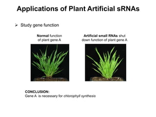 Applications of Plant Artificial sRNAs
 Study gene function
CONCLUSION:
Gene A is necessary for chlorophyll synthesis
Normal function
of plant gene A
Artificial small RNAs shut
down function of plant gene A
 
