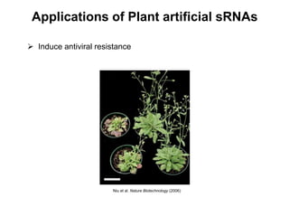 Applications of Plant artificial sRNAs
 Induce antiviral resistance
Niu et al. Nature Biotechnology (2006)
 