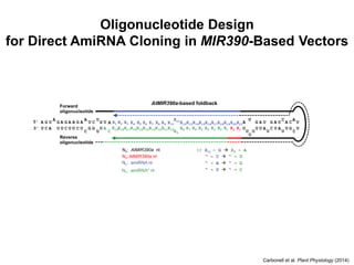 Oligonucleotide Design
for Direct AmiRNA Cloning in MIR390-Based Vectors
Carbonell et al. Plant Physiology (2014)
 