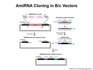 AmiRNA Cloning in B/c Vectors
Carbonell et al. Plant Physiology (2014)
 