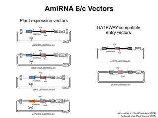 Plant expression vectors
AmiRNA B/c Vectors
Carbonell et al. Plant Physiology (2014)
GATEWAY-compatible
entry vectors
Carbonell et al. Plant Journal (2015)
 