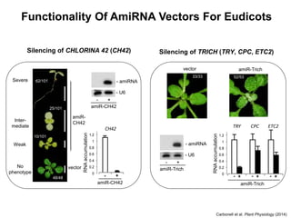Functionality Of AmiRNA Vectors For Eudicots
Carbonell et al. Plant Physiology (2014)
G
- U6
- amiRNA
amiR-
Trich
- +
amiR-
Lfy
- +
amiR-
Ch42
- +
amiRNA accumulation
in Arabidopsis transgenic lines
amiR-
Ft
- +
21-
24-
- amiRNA
amiR-CH42
- +
- U6
amiR-
CH42
Severe
Inter-
mediate
Weak
No
phenotype
C
Weak
35S:GUS
Intermediate
Severe
No
phenotype
Silencing of CHLORINA 42 (CH42)
LFY
- +
amiR-Lfy
TargetmRNA
relativeexpression
0
0.2
0.4
0.6
0.8
1
1.2
CH42
- +
amiR-Ch42
RNAaccumulation
amiR-CH42
- +
62/101
25/101
10/101
vector
48/48
35S:GUS
35S:AtMIR390a-Trich
G
- U6
- amiRNA
amiR-
Trich
- +
amiR-
Lfy
- +
amiR-
Ch42
- +
amiRNA accumulation
in Arabidopsis transgenic lines
amiR-
Ft
- +
21-
24-
- amiRNA
- +
- U6
amiR-Trich
amiR-Trichvector
TRY CPC ETC2
- + - + - +
amiR-Trich
RNAaccumulation
LFY
- +
amiR-Lfy
TargetmRNA
relativeexpression
0
0.2
0.4
0.6
0.8
1
1.2
amiR-Trich
- + - + - +
52/5333/33
Silencing of TRICH (TRY, CPC, ETC2)
 
