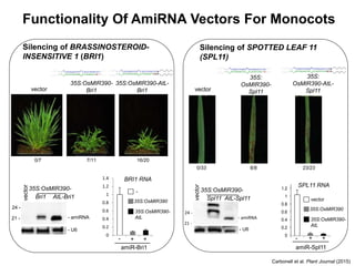 UC
U AG
C
U
A GACAGGCGUAAGAUUGCG
CGCAAUCUU C GCC UGCUC
A
U
G
C
35S:OsMIR390-AtL-
Bri1
16/20
AC
U UG
C
U
A GACAGGCGUAAGAUUGCG
CGCAAUCUU C GCC UGCUC
A
U
G
C
35S:OsMIR390-
Bri1vector
0/7 7/11
Silencing of BRASSINOSTEROID-
INSENSITIVE 1 (BRI1)
Carbonell et al. Plant Journal (2015)
Functionality Of AmiRNA Vectors For Monocots
0
0.2
0.4
0.6
0.8
1
1.2
1.4
amiR-Bri1
- +
BRI1 RNA
-
35S:OsMIR390
35S:OsMIR390-
AtL
+
vector
35S:OsMIR390-
Bri1 AtL-Bri1
21 -
24 -
- amiRNA
- U6
amiR-Spl11
35S:
OsMIR390-
Spl11
35S:
OsMIR390-AtL-
Spl11vector
0/33 8/8 23/23
AC
U UG
C
U
A UGGCUACUGCUCAGAUCG
CGAUCUGAG A GUA GCCCA
U
A
G
A
C
UG
C
U
A UGGCUACUGCUCAGAUCG
CGAUCUGAG A GUA GCCCA
U
A
G
A
U
A
vector
35S:OsMIR390-
Spl11 AtL-Spl11
Silencing of SPOTTED LEAF 11
(SPL11)
- + +
SPL11 RNA
21 -
24 -
- amiRNA
- U6
LFY
- +
amiR-Lfy
TargetmRNA
relativeexpression
0
0.2
0.4
0.6
0.8
1
1.2
vector
35S:OsMIR390
35S:OsMIR390-
AtL
 