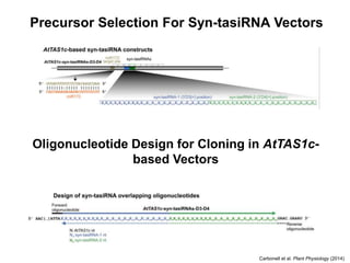Carbonell et al. Plant Physiology (2014)
Precursor Selection For Syn-tasiRNA Vectors
Oligonucleotide Design for Cloning in AtTAS1c-
based Vectors
 