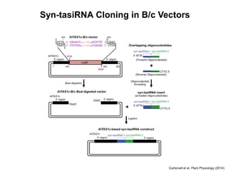 Syn-tasiRNA Cloning in B/c Vectors
Carbonell et al. Plant Physiology (2014)
 