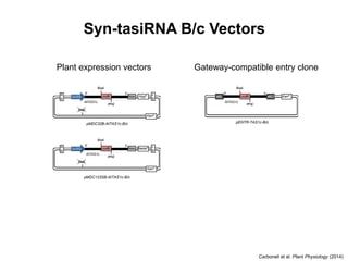 pMDC123SB-AtTAS1c-B/c
Gateway-compatible entry clonePlant expression vectors
pMDC32B-AtTAS1c-B/c pENTR-TAS1c-B/c
ccdB
BsaI
BsaIAtTAS1c
5’ 3’
KanRattL2attL
1
ccdB
BsaI
BsaIAtTAS1c
5’ 3’
HygRNosR
B
L
B
2x35S
BsaI
KanR
ccdB
BsaI
BsaIAtTAS1c
5’ 3’
BastaRNosR
B
L
B
2x35S
BsaI
KanR
Syn-tasiRNA B/c Vectors
Carbonell et al. Plant Physiology (2014)
 