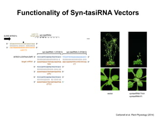 AtTAS1c-D3&D4-Trich
target mRNA
5’ TCCCATTCGATACTGCTCGCC
||||||||||||||||||:|
3’ AGGGTAAGCTATGACGAGTGA
TRY
TCCCATTCGATACTGCTCGCC 3’
||||||||||||||||||:|
AGGGTAAGCTATGACGAGTGA 5’
AtTAS1c-D3&D4-Ft
target mRNA
5’ TTGGTTATAAAGGAAGAGGCC
|||||||||||||||||:|||
3’ AACCAATATTTCCTTCTTCGG
TTGGTTATAAAGGAAGAGGCC 3’
|||||||||||||||||:|||
AACCAATATTTCCTTCTTCGG 5’
AtTAS1c-D3Trich-D4Ft
target mRNA
5’ TCCCATTCGATACTGCTCGCC
||||||||||||||||||:|
3’ AGGGTAAGCTATGACGAGTGA
TTGGTTATAAAGGAAGAGGCC 3’
|||||||||||||||||:|||
AACCAATATTTCCTTCTTCGG 5’
FT
TRY TRY
FT FT
CPC
5’ TCCCATTCGATACTGCTCGCC
||||||||||||||:|||:||
3’ AGGGTAAGCTATGATGAGTGG
ETC2
5’ TCCCATTCGATACTGCTCGCC
||||||||||| ||:|||:||
3’ AGGGTAAGCTACGATGAGTGA
CPC
TCCCATTCGATACTGCTCGCC 3’
||||||||||||||:|||:||
AGGGTAAGCTATGATGAGTGG 5’
ETC2
TCCCATTCGATACTGCTCGCC 3’
||||||||||| ||:|||:||
AGGGTAAGCTACGATGAGTGA 5’
CPC
5’ TCCCATTCGATACTGCTCGCC 3’
||||||||||||||:|||:||
3’ AGGGTAAGCTATGATGAGTGG 5’
2x35S:AtTAS1c
miR173
target site
miR173
5’ GUGAUUUUUCUCUACAAGCGAA 3’
|||||||:||||| ||||||||
3’ CACUAAAGAGAGACGUUCGCUU 5’
syn-tasiRNAs
syn-tasiRNA-1 (3’D3[+]) syn-tasiRNA-2 (3’D4[+])
AtTAS1c-D3&D4-Trich
target mRNA
5’ TCCCATTCGATACTGCTCGCC
||||||||||||||||||:|
3’ AGGGTAAGCTATGACGAGTGA
TRY
TCCCATTCGATACTGCTCGCC 3’
||||||||||||||||||:|
AGGGTAAGCTATGACGAGTGA 5’
AtTAS1c-D3&D4-Ft
target mRNA
5’ TTGGTTATAAAGGAAGAGGCC
|||||||||||||||||:|||
3’ AACCAATATTTCCTTCTTCGG
TTGGTTATAAAGGAAGAGGCC 3’
|||||||||||||||||:|||
AACCAATATTTCCTTCTTCGG 5’
AtTAS1c-D3Trich-D4Ft
target mRNA
5’ TCCCATTCGATACTGCTCGCC
||||||||||||||||||:|
3’ AGGGTAAGCTATGACGAGTGA
TTGGTTATAAAGGAAGAGGCC 3’
|||||||||||||||||:|||
AACCAATATTTCCTTCTTCGG 5’
FT
AtTAS1c-D3Ft-D4Trich
target mRNA
5’ TTGGTTATAAAGGAAGAGGCC
|||||||||||||||||:|||
3’ AACCAATATTTCCTTCTTCGG
FT
TCCCATTCGATACTGCTCGCC 3’
||||||||||||||||||:|
AGGGTAAGCTATGACGAGTGA 5’
TRY
TRY TRY
FT FT
CPC
5’ TCCCATTCGATACTGCTCGCC
||||||||||||||:|||:||
3’ AGGGTAAGCTATGATGAGTGG
ETC2
5’ TCCCATTCGATACTGCTCGCC
||||||||||| ||:|||:||
3’ AGGGTAAGCTACGATGAGTGA
CPC
TCCCATTCGATACTGCTCGCC 3’
||||||||||||||:|||:||
AGGGTAAGCTATGATGAGTGG 5’
ETC2
TCCCATTCGATACTGCTCGCC 3’
||||||||||| ||:|||:||
AGGGTAAGCTACGATGAGTGA 5’
CPC
5’ TCCCATTCGATACTGCTCGCC 3’
||||||||||||||:|||:||
3’ AGGGTAAGCTATGATGAGTGG 5’
ETC2
5’ TCCCATTCGATACTGCTCGCC 3’
||||||||||| ||:|||:||
3’ AGGGTAAGCTACGATGAGTGA 5’
CPC
5’ TCCCATTCGATACTGCTCGCC 3’
||||||||||||||:|||:||
3’ AGGGTAAGCTATGATGAGTGG 5’
ETC2
5’ TCCCATTCGATACTGCTCGCC 3’
||||||||||| ||:|||:||
3’ AGGGTAAGCTACGATGAGTGA 5’
miR173
5’ GUGAUUUUUCUCUACAAGCGAA 3’
|||||||:||||| ||||||||
3’ CACUAAAGAGAGACGUUCGCUU 5’
syn-tasiRNA-1 (3’D3[+]) syn-tasiRNA-2 (3’D4[+])
Functionality of Syn-tasiRNA Vectors
35S:GUS Trich Ft
35S:AtMIR390-
35S:GUS Trich Ft D3&D4-Trich D3&D4-Ft D3Trich-D4Ft D3Ft-D
35S:AtMIR390- 35S:AtTAS1c-
vector syntasiRNA-Trich
syntasiRNA-Ft
35S:GUS Trich Ft D3&D4-Trich D3&D4-Ft D3Trich-D4Ft D3Ft-D4Trich
35S:AtMIR390- 35S:AtTAS1c-
Carbonell et al. Plant Physiology (2014)
 