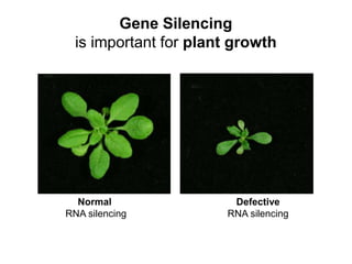 Gene Silencing
is important for plant growth
Normal
RNA silencing
Defective
RNA silencing
 