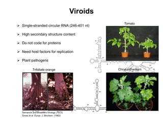 Viroids
 Single-stranded circular RNA (246-401 nt)
 High secondary structure content
 Do not code for proteins
 Need host factors for replication
G
CUGA
120
C
U
U C A G G U
C
U CG
A
C U
G
. . . . . . . . . . . .
G
A
160
180
200
240
380
GG
C
ACCUGA
U
G
C
C
U A
G
C
G
U C C A A C C C C
G G G
A
G
G
AAA
GGGGUUGGG
A
C
G
G
G
C
C
A
G
U
C
C
C
A
G
U
C
G
G
U
U
C
G
C
U
C
UCG
U
A
G
U
C
A
C
A
G
C
C
A
C
U
G
G
G
GA
A
CC
U
A
G
G
C
AG
A
U
GGCUGGACG
G
A U
G U C U A G U C C
CC
G
A
GC
.. . . . . . . .
.
.
.
.
.
.
.
.
.
.
.
.
.
.
.
.
.
.
.
.
.
.
.
.
.
. . . . . . . .
1
U
C
C
U
U
U
G
G
A
G
UA
C
U
C
C
A
G
A
G
G
A .
.
.
.
.
.
.
.
.
.
.
CCGGAA C
G
UU
C
CG
. . .
. .
..
U
U
G
G
G
U
U
UGA
A
A
C
C C
C
C
A
A
A
G
G
U
A A
A
UA
C
C
U
C
.
.
.
.
.
C
U
C
U
A
A G
G
G
A
G
.
.
.
.
A
GG
U
C
G
U A A
A
A
C
U
U
C
C.
.
.
.
.
140
60 100
U
C C A
U U U C U C A U CA G G A
A
A C C
C
A
. . . . . .. . . . . . . . .. . . .
U
G
G
C
U
G
U
G
C
G .
20
U
C
GGU
G
UCUGA
A
GAAAC
CUC
U
40
G
A
U
C
C
A
U
GA
C
A
G
A
U
C .
.
.
.
.
80
U
A
A
A
G
G
A
G
G
C
U
U U
C
C
C
C
C
U
C
C
A
A
G
G
C
U
U
C
.
.
.
.
.
.
.
.
.
.
.
.
.
.
320
340
360
280
C C A U U U C
GAGAUGG
.. . . . . . .
300
U C U
GA
A
G
G
. .
U
A G
CA
A
.
C
G
U
U
G
G A A U
U
C
U
C
C
UCGG
260
.
C
U
A
220
A
U G
G
G
CUGA
120
C
U
U C A G G U
C
U CG
A
C U
G
. . . . . .. . . . . . . . . . . .. . . . . .
G
A
160
180
200
240
380
GG
C
ACCUGA
U
G
C
C
U A
G
C
G
U C C A A C C C C
G G G
A
G
G
AAA
GGGGUUGGG
A
C
G
G
G
C
C
A
G
G
G
C
C
A
G
U
C
C
C
A
G
U
U
C
C
C
A
G
U
C
G
G
U
U
G
G
U
U
C
G
C
U
G
C
U
C
UCG
U
A
G
U
C
A
C
A
G
C
C
A
C
U
G
G
G
GA
A
CC
U
A
G
G
C
AG
A
U
GGCUGGAC GGCUGGACG
G
A U
G U C U A G U CG U C U A G U C C
CC
G
A
GC
.. . . . . . . ... . . . . . . .
.
.
.
.
.
.
.
.
.
.
.
.
.
.
.
.
.
.
.
.
.
.
.
.
.
. . . . . . . .. . .. . . . . . . .. . . . .
1
U
C
C
U
U
U
G
G
A
G
U
U
C
C
U
U
U
G
G
A
G
UA
C
U
C
C
A
G
A
G
G
A .
.
.
.
.
.
.
.
.
.
.
CCGGAA C
G
UU
C
CG
. . .
. .
..
U
U
G
G
G
U
U
UGA
A
A
C
C C
C
C
A
A
A
G
G
U
A A
A
UA
C
C
U
C
.
.
.
.
.
C
U
C
U
C
U
C
U
A
A G
G
G
A
G
G
G
A
G
.
.
.
.
.
.
.
.
A
GG
U
C
G
U A A
A
A
C
U
U
C
C.
.
.
.
.
140
60 100
U
C C A
U U U C U C A U CA G G A
A
A C C
C
A
. . . . . .. . . . . ... . . . . .. . . . . . . .. . . .. . .. . . .
U
G
G
C
U
G
G
G
C
U
G
U
G
C
G .
20
U
C
GGU
G
UCUGA
A
GAAAC
CUC
U
40
G
A
U
C
C
A
U
GA
C
A
G
A
U
C .
.
.
.
.
80
U
A
A
A
G
G
A
G
G
C
G
G
A
G
G
G
G
A
G
G
C
U
U U
C
C
C
C
C
U
C
C
A
A
G
G
C
U
U
C
C
C
C
U
C
C
A
A
G
G
C
U
U
C
C
C
U
C
C
A
A
G
G
C
U
U
C
.
.
.
.
.
.
.
.
.
.
.
.
.
.
.
.
.
.
.
.
.
.
.
.
.
.
.
.
.
.
.
.
.
.
.
.
.
.
.
.
.
.
.
.
.
.
.
.
.
.
.
.
320320
340340
360360
280
C C A U U U C
GAGAUGG
.. . . . . . ... . . . . . .
300300
U C U
GA
A
G
G
. .
U
A G
CA
A
.
C
G
U
U
G
G A A U
U
C
U
C
C
UCGG
260
.
C
U
A
220
A
U G
G
GGG
U
GGUGUGUGC
CAC
CCCUGAUGAG
A
CCGAAAGG
U
CGG
GGU
UUCGCC
AU
GGG
UC
GGGACUUU
A
A
AU
U
C
GGAGGA
UU
CGU
CC
U
U
UA A
ACG U UCCUCC
A
AGAGUCCC
UUCCC
C
A
A
A
C
C
C
U
U
A
C
U
U
U
G
U
A
A
G
U
G
U
G
G
U
U
C
GGCGAA
U
GU
A
CCGUUUCG
U
CCUUUCGG
A
CUCAUCAGGG
AAA
GUACACA
GGG
U
GGUGUGUGC
CAC
CCCUGAUGAG
A
CCGAAAGG
U
CGG
GGU
UUCGCC
AU
GGG
UC
GGGACUUU
A
A
AU
U
C
GGAGGA
UU
CGU
CC
U
U
UA A
ACG U UCCUCC
A
AGAGUCCC
UUCCC
C
A
A
A
C
C
C
U
U
A
C
U
U
U
G
U
A
A
G
U
G
U
G
G
U
U
C
GGCGAA
U
GU
A
CCGUUUCG
U
CCUUUCGG
A
CUCAUCAGGG
AAA
GUACACACU
U
UCC
GAC
GG
U
GGG
U
UCGUC
G
A
C
A
C
C
UC
U
C
C C
C
C
U
C
C
C
A
G
G
U
A
C
U
A
U
C
C
C
C
U
U U
C
A
A
G
G
A
U
G
U
G
U
U
C
C
C
U
A
G
G
A
G
G
G
U
G
G
G
U
G
U A
C
CUCUUUUGGAU UGC
U
C
C
GGCCUUCCAGGAGAG
A
U
AGA
G
GACGACCUC
U
CC
C
C
A1
204060
80
100
120
140
160 180
200
220
240
260
280
300320
CU
U
UCC
GAC
GG
U
GGG
U
UCGUC
G
A
C
A
C
C
UC
U
C
C C
C
C
U
C
C
C
A
G
G
U
A
C
U
A
U
C
C
C
C
U
U U
C
A
A
G
G
A
U
G
U
G
U
U
C
C
C
U
A
G
G
A
G
G
G
U
G
G
G
U
G
U A
C
CUCUUUUGGAU UGC
U
C
C
GGCCUUCCAGGAGAG
A
U
AGA
G
GACGACCUC
U
CC
C
CAUAU
A1
4060
80
100
120
140
160 180
200
220
240
260
280
300320
GGG
U
GGUGUGUGC
CAC
CCCUGAUGAG
A
CCGAAAGG
U
CGG
GGU
UUCGCC
AU
GGG
UC
GGGACUUU
A
A
AU
U
C
GGAGGA
UU
CGU
CC
U
U
UA A
ACG U UCCUCC
A
AGAGUCCC
UUCCC
C
A
A
A
C
C
U
U
A
C
U
U
U
G
U
A
A
G
U
G
U
G
G
U
U
C
GGCGAA
U
GU
A
CCGU
GGG
U
GGUGUGUGC
CAC
CCCGAUG
A
CCGAAAGG
U
CAAAU GAAAU GG
GGU
UUCGCC
AU
GGG
UC
GGGACUUU
A
A
AU
U
C
GGAGGA
UU
CGU
CC
U
U
UA A
ACG U UCCUCC
A
AGAGUCCC
UUCCC
C
A
A
A
C
C
U
U
A
C
U
U
U
G
U
A
A
G
U
G
U
G
G
U
U
C
GGCGAA
U
GU
A
CCGU
GGG
U
GGUGUGUGC
CAC
CCCUGAUGAG
A
CCGAAAGG
U
CG
GGU
UUCGCC
AU
GGG
UC
GGGACUUU
A
A
AU
U
C
GGAGGA
UU
CGU
CC
U
U
UA A
ACG U UCCUCC
A
AGAGUCCC
UUCCC
C
A
A
A
C
C
U
U
A
C
U
U
U
G
U
A
A
G
U
G
U
G
G
U
U
C
GGCGAA
U
GU
A
CCGUUUCG
U
CCUUUCG
A
CUCAUCAGGG
AAA
GUACACA
GGG
U
GGUGUGUGC
CAC
CCCUGAUGAG
A
CCGAAAGG
U
CG
GGU
UUCGCC
AU
GGG
UC
GGGACUUU
A
A
AU
U
C
GGAGGA
UU
CGU
CC
U
U
UA A
ACG U UCCUCC
A
AGAGUCCC
UUCCC
C
A
A
A
C
C
U
U
A
C
U
U
U
G
U
A
A
G
U
G
U
G
G
U
U
C
GGCGAA
U
GU
A
CCGU G
U
CCUUU
A
CUCAUCAGGG
AAA
GUACAC CU
U
UCC
GAC
GG
U
GGG
U
UCGUC
G
A
C
A
C
C
UC
U
C
C C
C
C
U
C
C
C
A
G
G
U
A
C
U
A
U
C
C
C
C
U
U U
C
A
A
G
G
A
U
G
U
G
U
U
C
C
C
U
A
G
G
A
G
G
G
U
G
G
G
U
G
U A
C
CUCUUUUGGAU UGC
U
C
C
GGCCUUCCAGGAGAG
A
U
AGA
G
GACGACCUC
U
CC
C
C
A1
4060
80
100
120
140
160 180
200
220
240
260
280
300320
U
U
UCC
GAC
GG
U
GGG
U
UCGUC
G
C
A
C
C
UC
U
C
C C
C
C
U
C
C
C
A
G
G
U
A
C
U
A
U
C
C
C
C
U
U U
C
A
A
G
G
A
U
G
U
G
U
U
C
C
C
U
A
G
G
A
G
G
G
U
G
G
G
U
G
U A
C
CUC UUUGGAU UGC
U
C
C
GGCCUUCCAGGAGAG
A
U
AGA
G
GACGACCUC
U
CC
C
CAUAU
A1
4060
80
100
120
140
160 180
200
220
240
260
280
300320
GGG
U
GGUGUGUGC
CAC
CCCUGAUGAG
A
CCGAAAG
U
CG
GGU
UUCGCC
AU
GGG
UC
GGGACUUU
A
A
AU
U
C
GGAGGA
UU
CGU
CC
U
U
UA A
ACG U UCCUCC
A
AGAGUCCC
UUCCC
C
A
A
A
C
C
U
U
A
C
U
U
U
G
U
A
A
G
U
G
U
G
G
U
U
C
GGCGAA
U
GU
A
CCGU
GGG
U
GGUGUGUGC
CAC
CCCGAUG
A
CCGAAAG
U
CAAA GAGG
GGU
UUCGCC
AU
GGG
UC
GGGACUUU
A
A
AU
U
C
GGAGGA
UU
CGU
CC
U
U
UA A
ACG U UCCUCC
A
AGAGUCCC
UUCCC
C
A
A
A
C
U
U
A
C
U
U
U
G
U
A
A
G
U
G
U
G
G
U
U
C
GGCGAA
U
GU
A
CC
 Plant pathogens
Trifoliate orange
Semancik and Weathers Virology (1972)
Gross et al. Europ. J. Biochem. (1982)
Tomato
Chrysanthemum
 