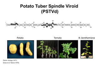 Potato Tuber Spindle Viroid
(PSTVd)
Potato Tomato
1
C
G
GA CUAA
A
UU
C
ACACCU
GA
CCUC
CU
GAGCAG
AA
AAGA
A
AA
A
AGAAGGCGG CUCGG
A
GG
A
G
C
UCCCGAG
AA
CCGCUUUUU
C
U
C
U
A
UCUU
AC
UGCUU
C
GGGG
C
G
A
GGGUGU
UU
AGCC
C
U
U
GGAACCGCAGUUGGUUC
C
U
GCUUCAG
G
G
A
UCC C
G
U
GGA
A
A
C
A
A
CUGAAGC
CGGG
G
A
A
A
C
CUGGAGCGA
A
C
U
GGC
A
A
A
GC
GCUGUCGCUUCGG
C
U
AC
U
ACCCG
AAAGG
AC
C
CCUUU
GGUGGGGAGUG
CACCCCUCGCC
C
AC
CCAGCGGCCG
CGCCCGCAGG
AC
CG
AGGAG
UUCCU
UA
CC
AUUCCCG
CGGGUGU
CC
UU
GAAA
C
AGGGU
U
U
U
C
ACCCU
U
C
C
UUUC
20 40 60 80
100
120 140 160
180200220240
260
280300320340
U
A C
C
GUGGUUCC
U
G
U
GGU
1
C
G
GA CUAA
A
UU
C
ACACCU
GA
CCUC
CU
GAGCAG
AA
AAGA
A
AA
A
AGAAGGCGG CUCGG
A
GG
A
G
C
UCCCGAG
AA
CCGCUUUUU
C
U
C
U
A
UCUU
AC
UGCUU
C
GGGG
C
G
A
GGGUGU
UU
AGCC
C
U
U
GGAACCGCAGUUGGUUC
C
U
GCUUCAG
G
G
A
UCC C
G
U
GGA
A
A
C
A
A
CUGAAGC
CGGG
G
A
A
A
C
CUGGAGCGA
A
C
U
GGC
A
A
A
GC
GCUGUCGCUUCGG
C
U
AC
U
ACCCG
AAAGG
AC
C
CCUUU
GGUGGGGAGUG
CACCCCUCGCC
C
AC
CCAGCGGCCG
CGCCCGCAGG
AC
CG
AGGAG
UUCCU
UA
CC
AUUCCCG
CGGGUGU
CC
UU
GAAA
C
AGGGU
U
U
U
C
ACCCU
U
C
C
UUUC
20 40 60 80
100
120 140 160
180200220240
260
280300320340
U
A C
C
GUGGUUCC
U
G
U
GGU
N. benthamiana
Gross et al. Nature (1978)
Diener Virology (1971)
 