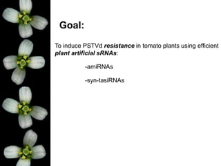 Goal:
To induce PSTVd resistance in tomato plants using efficient
plant artificial sRNAs:
-amiRNAs
-syn-tasiRNAs
 
