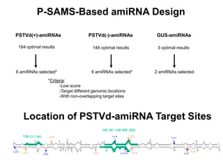 P-SAMS-Based amiRNA Design
164 optimal results
PSTVd(+)-amiRNAs
6 amiRNAs selected*
PSTVd(-)-amiRNAs GUS-amiRNAs
2 amiRNAs selected
148 optimal results 3 optimal results
6 amiRNAs selected*
*Criteria:
-Low score
-Target different genomic locations
-With non-overlapping target sites
1
C
G
G A A C U
A
AAC U
C
G U G G U U C C
U
G
U
G G U U
C
A C A C C U G A C
C U C C
U
G A C A A G
A A
A A G A
A
A A
A
A G A A G G C G G C U C G G
A
G G
A
G
C
UCCCGAG
AA
CCGCUUUUU
C
U
C
U
A
UCUU
A
CUG
C
UC
C
GGGG
C
G
A
GGGUGU
UU
AGCC
C
U
U
GGAACCGCAGUUGGUUC
C
U
G C U U C A G
G
G
A
U C C C
G
U
GGA
A
A
C
A
A
CUGAAGC
C G G G
G
A
A
A
C
C U G G A G C G A
A
C
U
G G C
A
A
A
GC
GCUGUCGCUUCGG
C
U
AC
U
A
CCCG
A A A G G
A C
C
CCUUU
G G U G G G G A G U G
CACCCCUCGCC
C
AC
C C A G C G G C C G
CGCCCGCAGG
A C
CG
A G G A G
UUCCU
U A
CC
A U U C C C G
CGGGUGU
C C
UU
G A A A
C
A G G G U
U
U
U
C
ACCCU
U
C
C
UUUC
20 40 60 80
100
120
140 160
180200220
260
280300320
340
U
G U
U
C
U
C
A
A
AA
AU
U
A
U
U
TCR (11-26)
CCR (81-108;258-283)
(+)-4
(+)-1
(+)-2(+)-3(-)-1 (-)-3
(-)-6
(-)-4
(-)-5 (+)-5
(+)-6
(-)-2
Location of PSTVd-amiRNA Target Sites
 