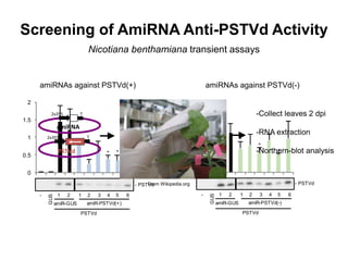 0
0.5
1
1.5
2
1 2 3 4 5 6 7 8 9 10
amiR-PSTVd(+)
1 2 3 4 5 6- 1
GUS
2
amiR-GUS
PSTVd
*
* *
- PSTVd
0
0.5
1
1.5
1 2 3 4 5 6 7 8 9 10
amiR-PSTVd(-)
1 2 3 4 5 6- 1
GUS
2
amiR-GUS
PSTVd
*
*
*
- PSTVd
Screening of AmiRNA Anti-PSTVd Activity
Nicotiana benthamiana transient assays
amiRNA
2x35S T
PSTVd
2x35S T
-Collect leaves 2 dpi
-RNA extraction
-Northern-blot analysis
From Wikipedia.org
amiRNAs against PSTVd(-)amiRNAs against PSTVd(+)
 