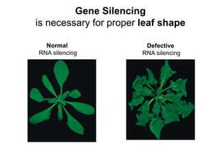 Gene Silencing
is necessary for proper leaf shape
Defective
RNA silencing
Normal
RNA silencing
 