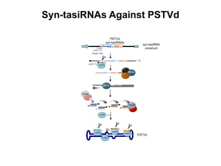 Syn-tasiRNAs Against PSTVd
||||||||||||||||||||||||||||||||||||||||||||||||||||||||||||||||||||||||
|||||||||||||||||||
An
PSTVd
syn-tasiRNAs
miR173
target site
miR173
DCL4
RDR6
AGO1
||||||||||||||||||||||||||||||||||||||||||||||||||||||||||||||||||||||||RDR6
|||||||||||||||||||
|||||||||||||||||||
|||||||||||||||||||
DCL4
AGO1
AGO1 AGO1
AGO1
AGO1
syn-tasiRNA
construct
PSTVd
 