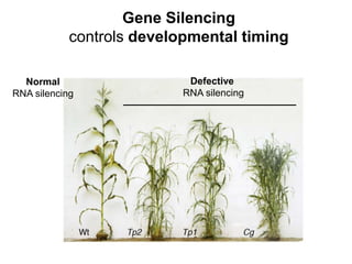 Gene Silencing
controls developmental timing
Normal
RNA silencing
Defective
RNA silencing
 