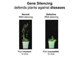 Gene Silencing
defends plants against diseases
Normal
RNA silencing
Defective
RNA silencing
Plant resistant
to virus
Plant susceptible
to virus
 