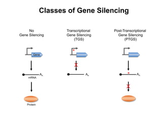 Classes of Gene Silencing
Transcriptional
Gene Silencing
(TGS)
An
*
X
Gene
An
mRNA
Protein
No
Gene Silencing
Post-Transcriptional
Gene Silencing
(PTGS)
An*
X
 