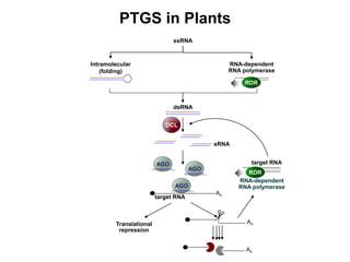 PTGS in Plants
AGO
dsRNA
target RNA
ssRNA
Intramolecular
(folding)
RNA-dependent
RNA polymerase
DCL
RDR
..............
AGO
..............
AGO
.............. An
sRNA
An
An
Translational
repression
.............
RNA-dependent
RNA polymerase
target RNA
RDR
 