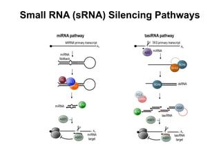 Small RNA (sRNA) Silencing Pathways
|||||||||||||||||| |||||||||||||||||| ||||||||||||||||||||||
|||||||||||||||||| |||||||||||||||||| ||||||||||||||||||||||
HYL1
DCL1
An
MIRNA primary transcript
|||||| ||||||
An
miRNA
targetAGO1
AGO1
SE
miRNA
foldback
miRNA pathway
HEN1miRNA
An
tasiRNA
target
||||||||||||||||||||||||||||||||||||||||||||||||||||||||||||||||||||||||
|||||||||||||||||||
|||||||||||||||||||
|||||||||||||||||||
|||||||||||||||||||
An
AGO1
DRB4
DCL4
DRB4
DCL4
SDE5
RDR6
SGS3
RDR6
TAS primary transcript
AGO1
tasiRNA pathway
HEN1
AGO
dsRNA
tasiRNA
miRNA
 