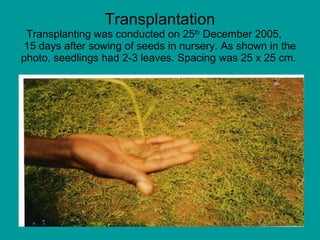 Transplantation Transplanting was conducted on 25 th  December 2005,  15 days after sowing of seeds in nursery. As shown i...
