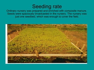 Seeding rate Ordinary nursery was prepared and enriched with composite manure.  Seeds were spaciously broadcasted in the n...