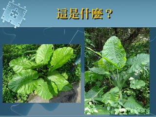 這是什麼？這是什麼？
 