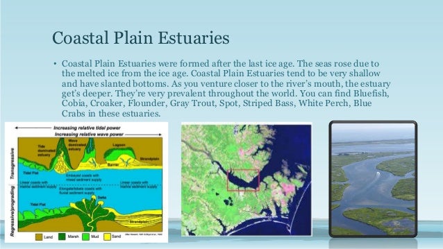 0609 how do estuaries form