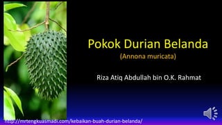 Pokok Durian Belanda
(Annona muricata)
Riza Atiq Abdullah bin O.K. Rahmat
http://mrtengkuasmadi.com/kebaikan-buah-durian-belanda/
 