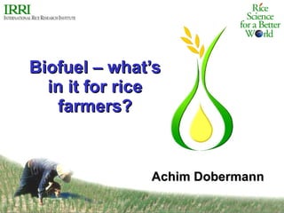 Biofuel – what’s in it for rice farmers? Achim Dobermann 