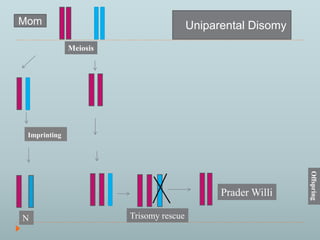 Mom 
Imprinting 
N 
PraderWilli 
Offspring 
Meiosis 
Uniparental Disomy 
Trisomy rescue 
 