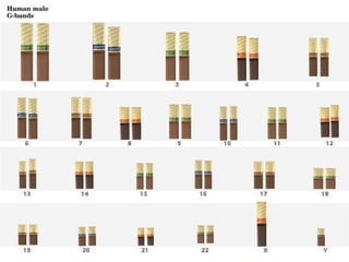  repro chromosome anomalies