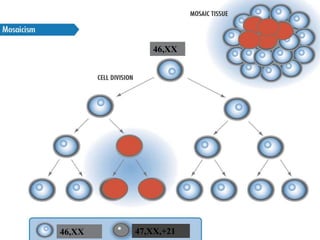 46,XX 
46,XX 47,XX,+21 
 
