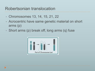 Robertsonian translocation 
• Chromosomes 13, 14, 15, 21, 22 
• Acrocentric have same genetic material on short 
arms (p) 
• Short arms (p) break off, long arms (q) fuse 
 