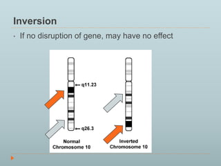 Inversion 
• If no disruption of gene, may have no effect 
 