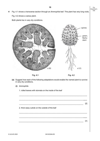 10
© UCLES 2005 0610/03/M/J/05
For
Examiner's
Use
4 Fig. 4.1 shows a transverse section through an Ammophila leaf. This plant has very long roots.
Fig. 4.2 shows a cactus plant.
Both plants live in very dry conditions.
spines
green,
fleshy
stem
Fig. 4.1 Fig. 4.2
x 50 x 0.5
(a) Suggest how each of the following adaptations would enable the named plant to survive
in very dry conditions.
(i) Ammophila
1. rolled leaves with stomata on the inside of the leaf
[2]
2. thick waxy cuticle on the outside of the leaf
[1]
 